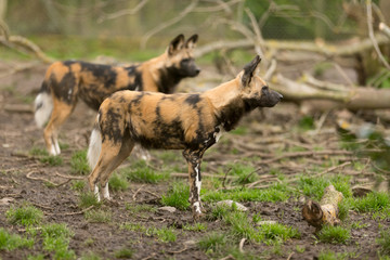 African wild dog portrait in the wilderness of Africa