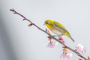 Japanese zosterops white-eye close up portrait in a branch of a blooming cherry tree