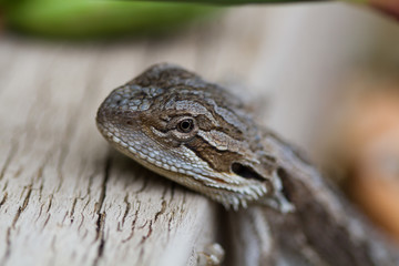 Australian Bearded Dragon - Pogona Barbata