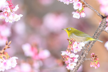 Japanese zosterops white-eye close up portrait in a branch of a blooming cherry tree