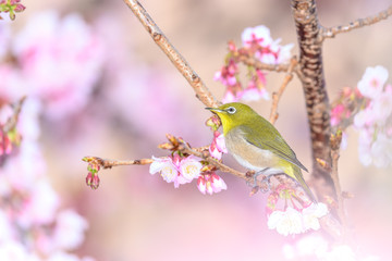 Japanese zosterops white-eye close up portrait in a branch of a blooming cherry tree