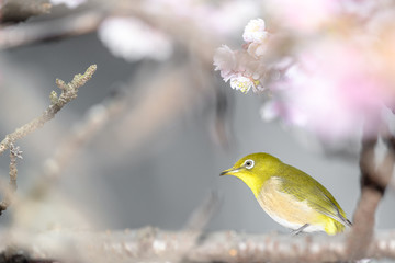 Japanese zosterops white-eye close up portrait in a branch of a blooming cherry tree