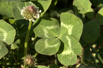 Four-leaved clover on meadows of Flums, Swiss Alps