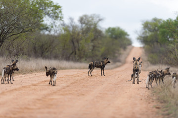 Pack of African wild dog in the wilderness