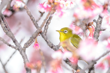 Japanese zosterops white-eye close up portrait in a branch of a blooming cherry tree