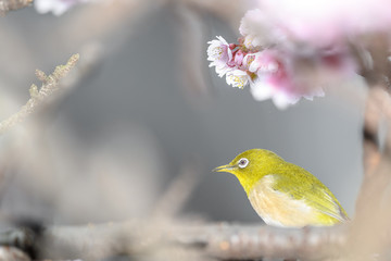 Japanese zosterops white-eye close up portrait in a branch of a blooming cherry tree
