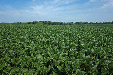 Fototapeta na wymiar Maturing field of soybeans in the late afternoon sun. Glycine max commonly known as soybean in North America or soya bean is a species of legume grown for its edible bean. 