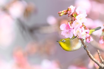 Japanese zosterops white-eye close up portrait in a branch of a blooming cherry tree