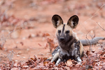 African wild dog portrait, wild dog in the wilderness of Africa