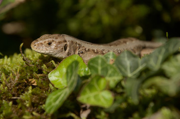 Lacerta agilis