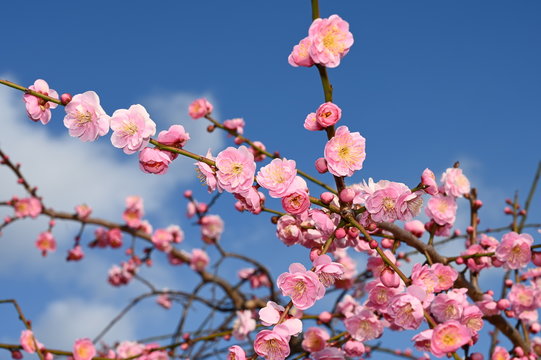 @lum flower at okamoto park
