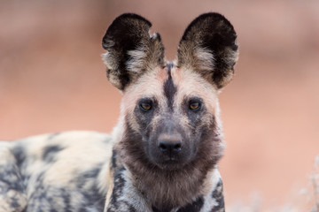 African wild dog portrait in the wilderness of Africa