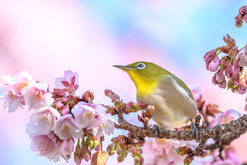 Japanese zosterops white-eye close up portrait in a branch of a blooming cherry tree