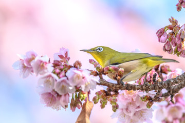 Japanese zosterops white-eye close up portrait in a branch of a blooming cherry tree