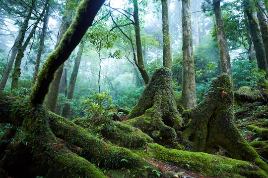 Forest