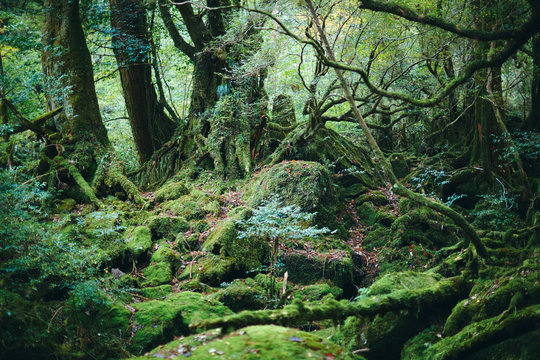 Forest