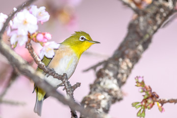 Japanese zosterops white-eye close up portrait in a branch of a blooming cherry tree