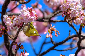 Japanese zosterops white-eye close up portrait in a branch of a blooming cherry tree