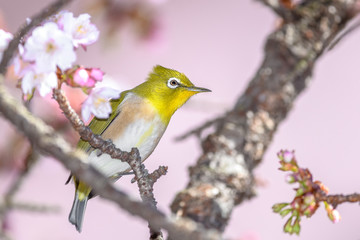 Japanese zosterops white-eye close up portrait in a branch of a blooming cherry tree