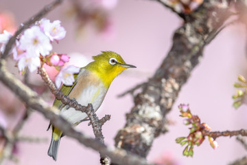 Japanese zosterops white-eye close up portrait in a branch of a blooming cherry tree