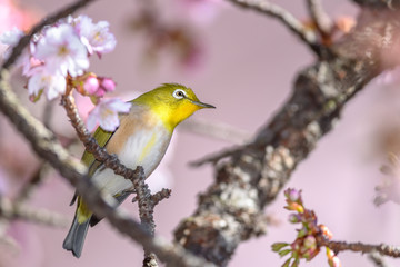 Japanese zosterops white-eye close up portrait in a branch of a blooming cherry tree