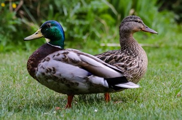 duck on grass