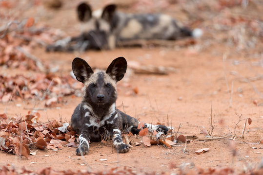 African wild dog puppy in the wilderness of Africa, wild dog pup