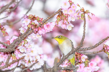 Japanese zosterops white-eye close up portrait in a branch of a blooming cherry tree