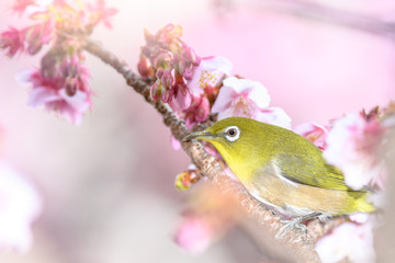 Japanese zosterops white-eye close up portrait in a branch of a blooming cherry tree