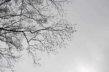 冬空の枝