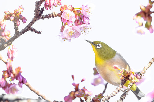Japanese zosterops white-eye close up portrait in a branch of a blooming cherry tree