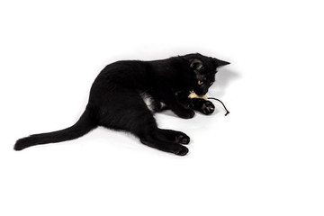 Cute little black cat playing mouse toy isolated on white background.