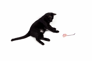 Cute little black cat playing mouse toy isolated on white background.