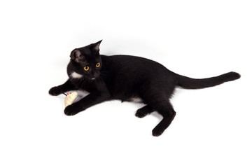 Cute little black cat playing mouse toy isolated on white background.