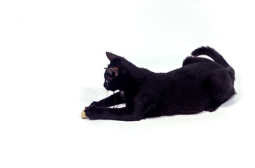 Cute little black cat playing mouse toy isolated on white background.