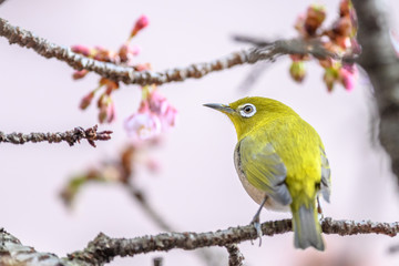Japanese zosterops white-eye close up portrait in a branch of a blooming cherry tree