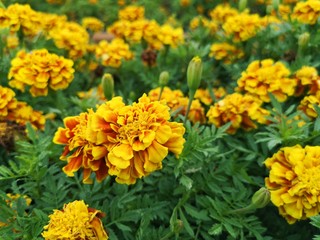 yellow flowers in garden