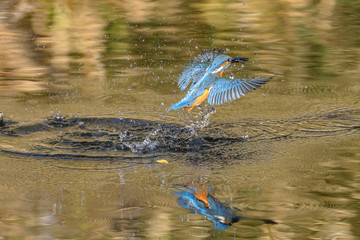 flying and diving kingfisher