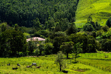landscape with trees and hills