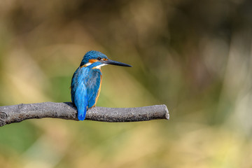 kingfisher standing on a branch