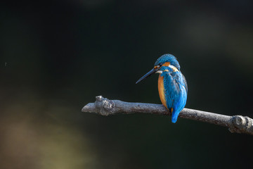 kingfisher standing on a branch