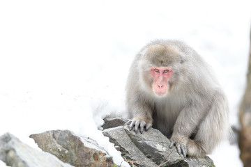 curious japanese macaque (snow monkey) portrait