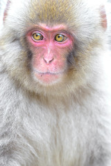 young japanese macaque (snow monkey) close up portrait