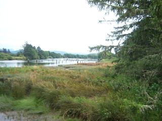 landscape with river and trees