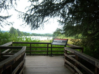 forest river viewpoint