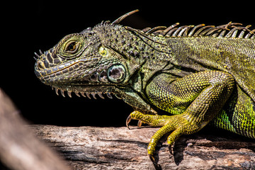 Iguana verde