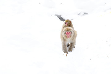 japanese macaque (snow monkey) mother walking with baby on her back