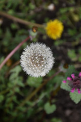 Dandelion seed, a round gentle white ball with a blurred background
