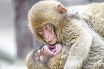 two young japanese macaques (snow monkey) fighting and playing together close up portrait