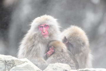 group of japanese macaque (snow monkey) cuddling portrait